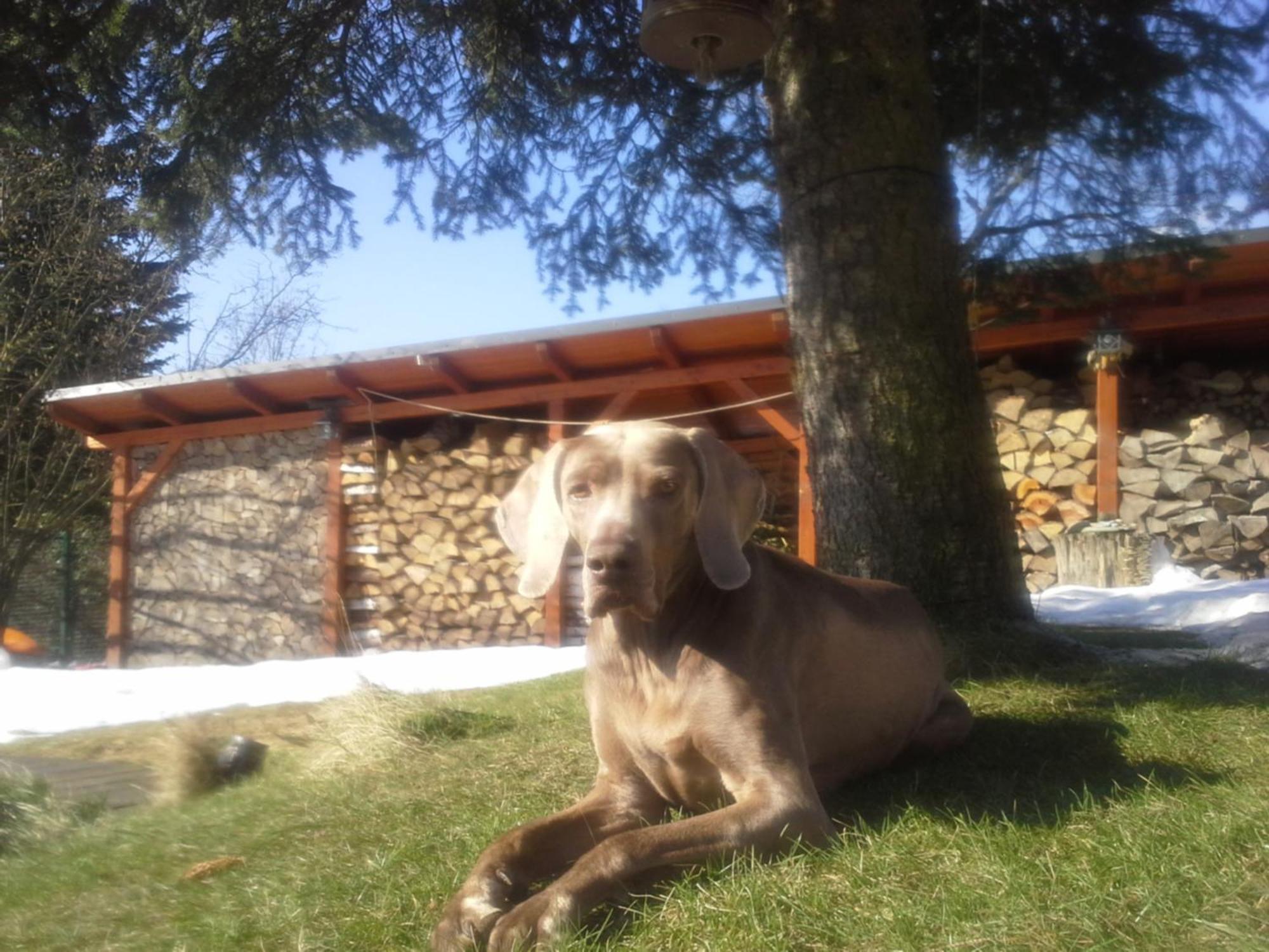 Country house Guest House Sneznik Sneznik